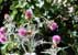 Plantes