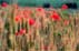 Plantes